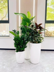 海曙绿植出租价格实惠